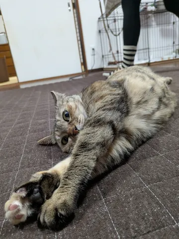 本日のストレッチ業務