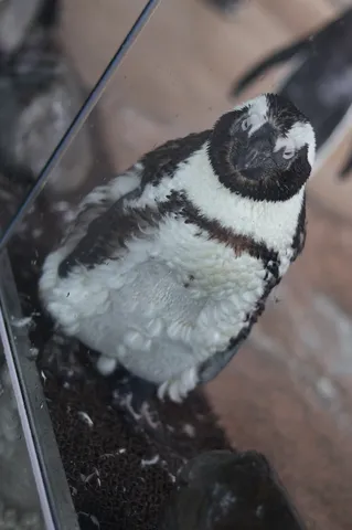 ガラス越しのペンギン、こちらを見てる？