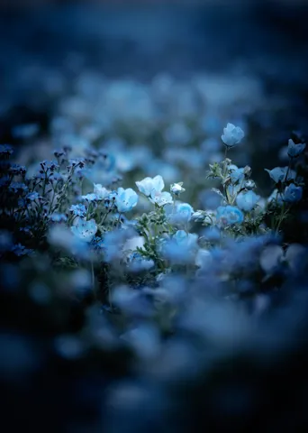 幻想的な青い花畑