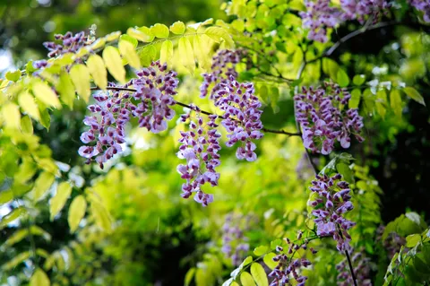 藤の花、しっとり雨上がりの舞