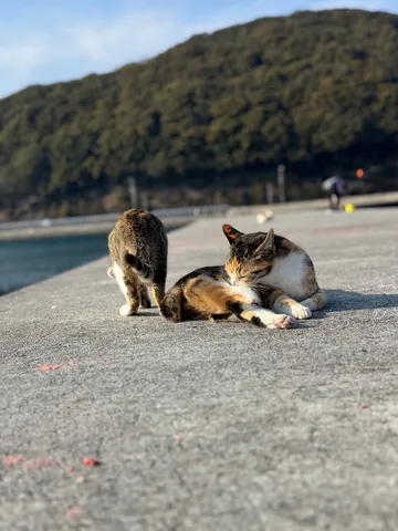 日向ぼっこの猫たち、穏やかな時間