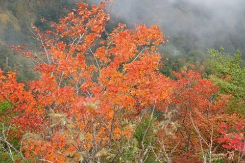 霧に霞む錦織の山々