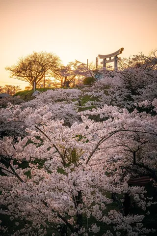 桜越しにほどける夕暮れ