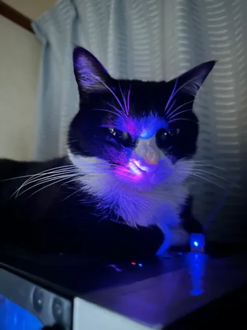 サイバーパンクな猫ちゃん