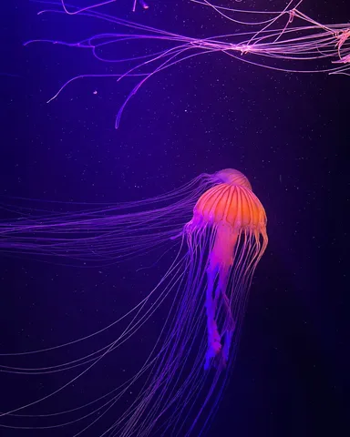 幻想的なクラゲの水中散歩