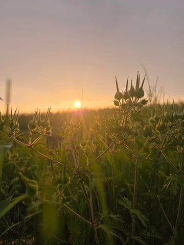 夕陽に透ける植物の粒々