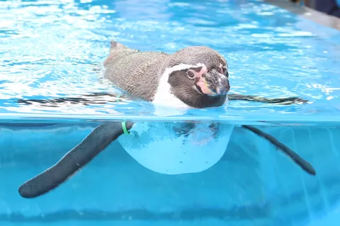 水面を泳ぐモフペンギン