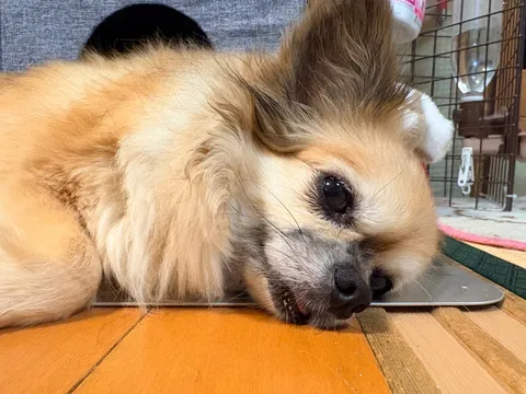 ごめん寝の天才現る