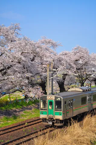 桜の下をゆく、JRも花より団子？