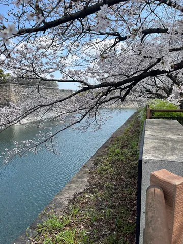 桜と水辺の静かな時間