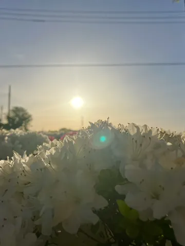 白い花と輝く太陽