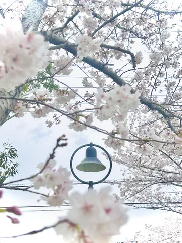 春空に咲く桜と灯り