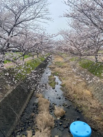 水辺に咲く桜の風景
