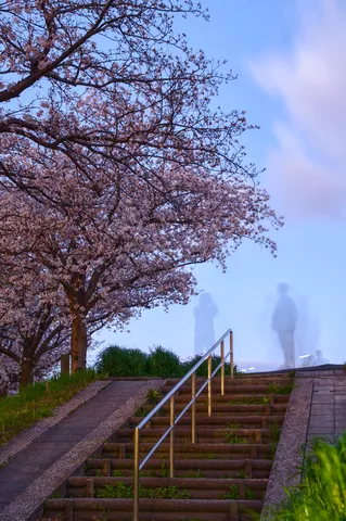 夕暮れの桜、人々の軌跡