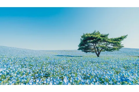 青き花と風の丘