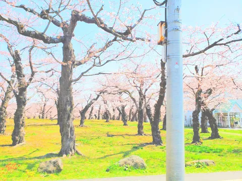春風と桜、電柱のコントラスト