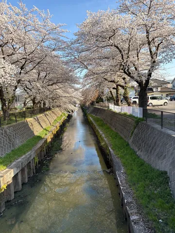 桜並木と水路、春の静けさ