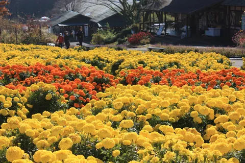 色とりどりの花畑に癒される