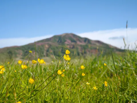 黄花と青空の野原