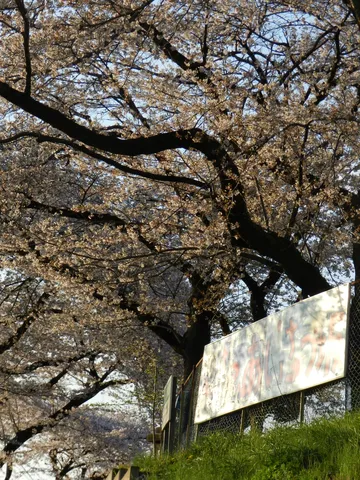 出会いの季節、新しい学校。