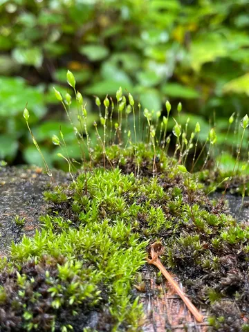 雨粒を宿す、苔の小さな世界