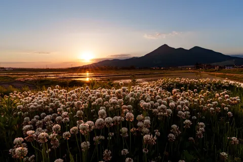 夕焼けに輝くクローバーの絨毯