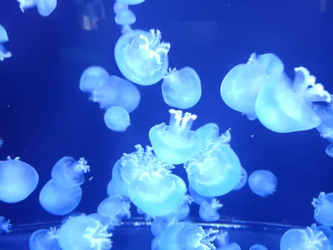 青く光る神秘的なクラゲたち