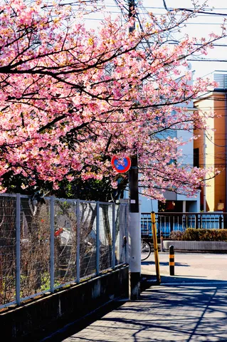 街角を染める春の詩