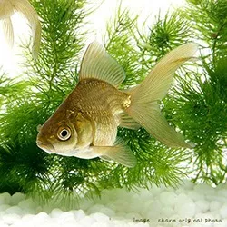 水草の森を泳ぐ一匹