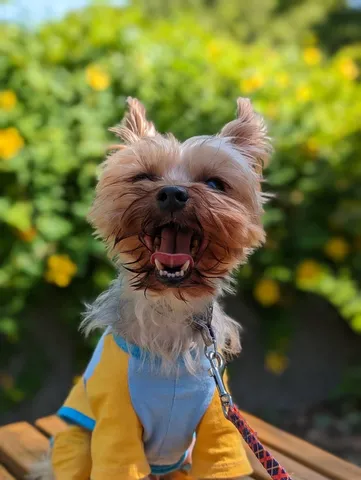 夏の風に微笑む犬