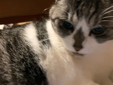 静寂に沈む、憂いを秘めた瞳