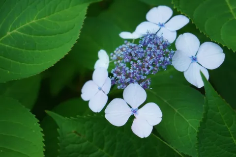 淡く可憐な紫陽花の神秘