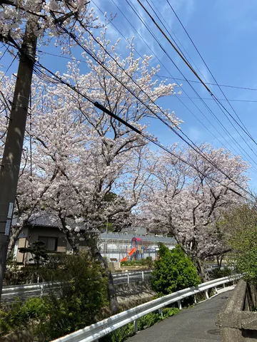桜の咲く公園