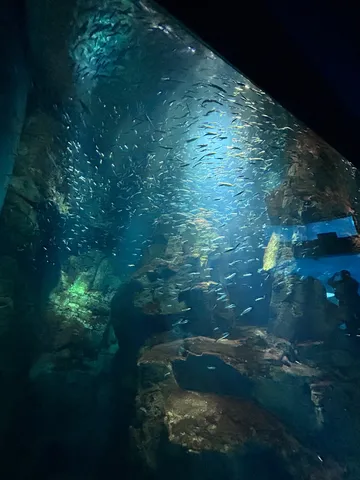 海の中の星降る夜景