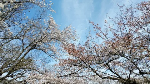 春空を彩る桜の枝々
