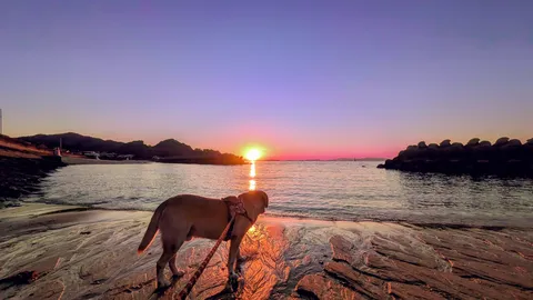 夕日を見つめる散歩係