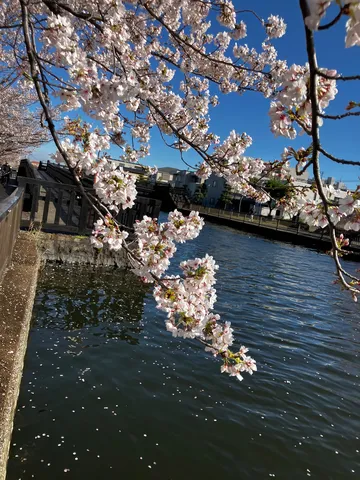 水面に舞う桜、春の川辺