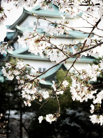 桜舞う古城の景