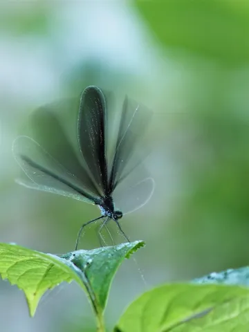 翅を広げる静かな瞬き