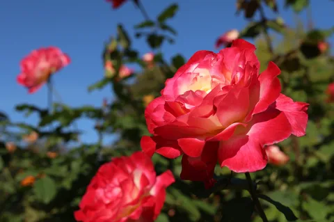 青空と薔薇の瞬間