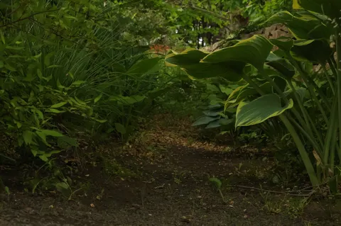 木漏れ日の小道