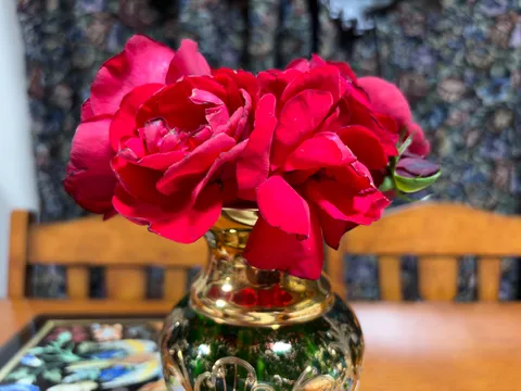深紅のバラ、一輪の奥ゆかしさ