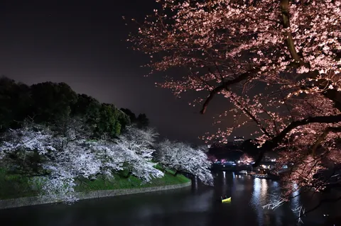 夜桜と水面の光のコントラスト