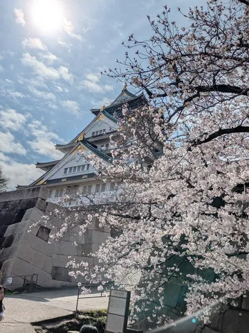 満開の桜と古城のコントラスト