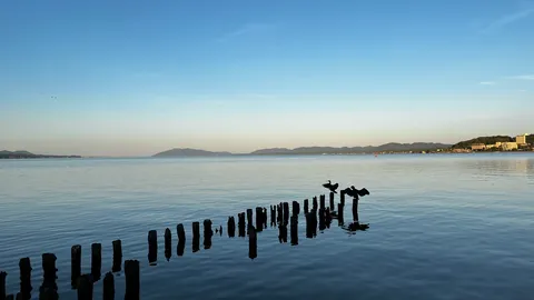 海辺の杭と鳥の列