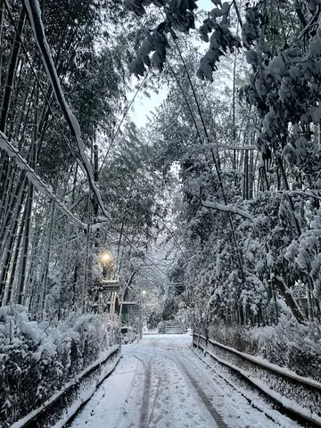 雪化粧の竹林道、静寂の朝