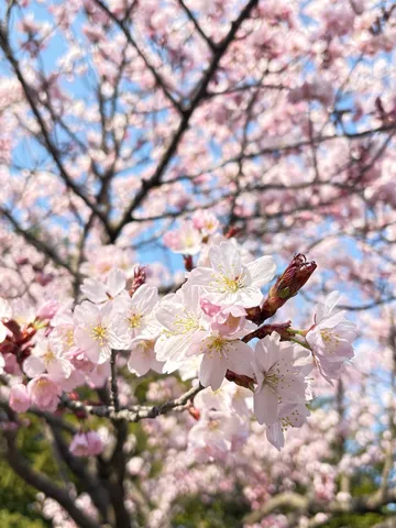 淡いピンクの桜、春の訪れ