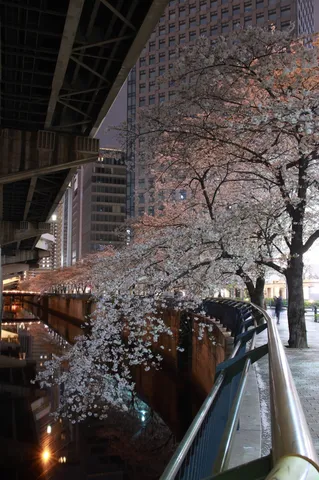 光と影が織りなす桜の夜