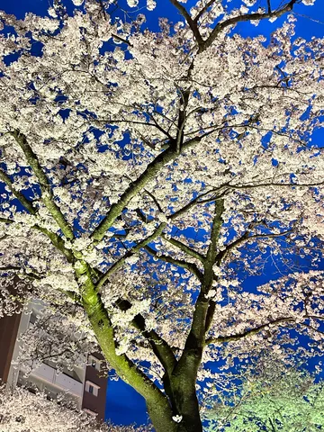 青空と夜桜のコントラスト