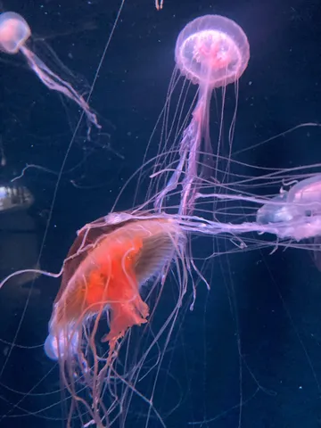 クラゲの幻想的な水中ショー